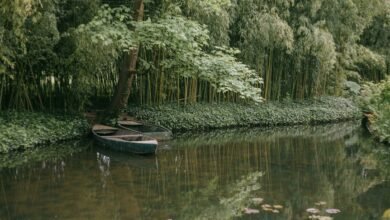 digital monetization network service