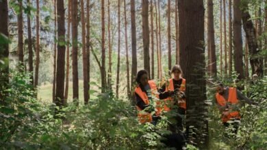 search momentum builder visibility