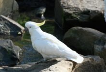 digital flow fusion crest